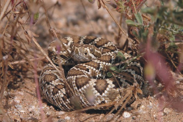 Crotalus scutulatus Bild01
